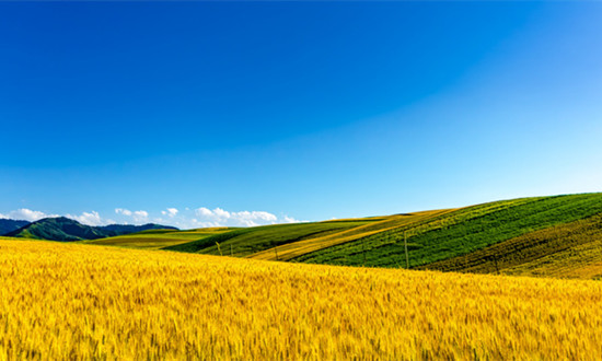 新疆农业行业市场发展分析：2024年新疆粮食生产目标再增100万吨