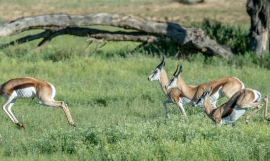 我国兽药产业市场竞争格局分析：兽药企业行业集中度仍处于较低水平