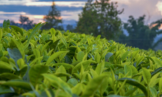 中国茶旅一体化行业发展现状及投资前景分析