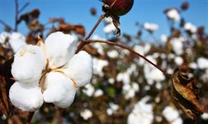 棉花大国大幅下调产量 国内下游基本面逐步改善 棉花行业未来发展趋势及产业链分析报告