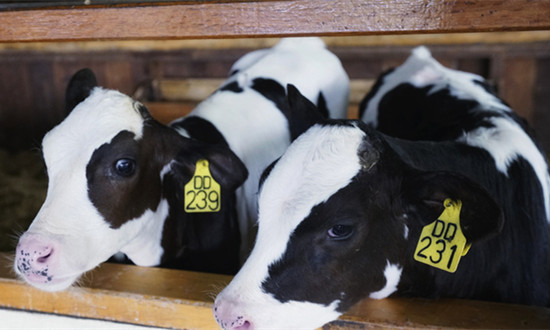 抗菌肽畜牧行业市场驱动因素及前景分析