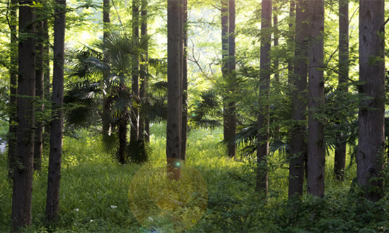 森林防火行业市场环境及未来发展趋势