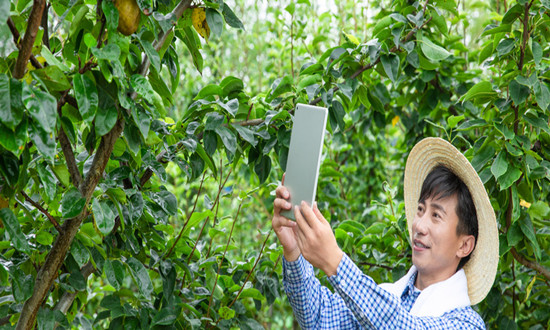 果树行业市场投资策略分析