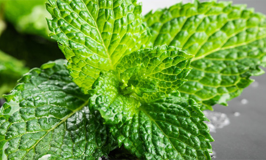 2024中国薄荷脑行业市场需求及未来发展前景