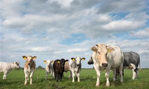 肉牛养殖产业发展现状市场竞争格局、供需格局分析2024