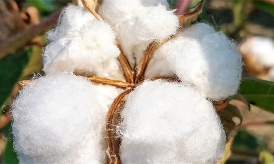 2023年全国棉花产量 棉花贸易行业市场发展现状分析
