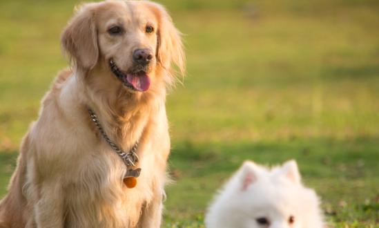 宠物服务产业市场需求分析：宠物市场上升势头强劲  越来越多的宠物配套服务应运而生