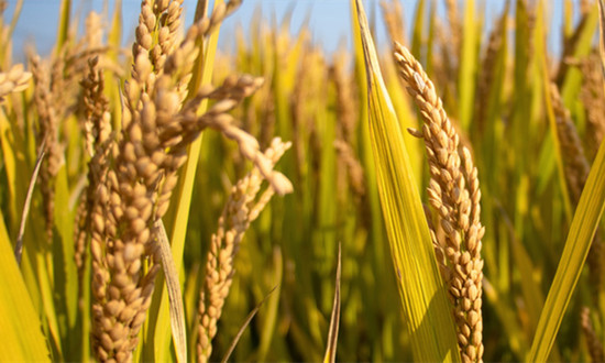 粮食加工行业现状及前景分析：行业整体处于上行发展周期