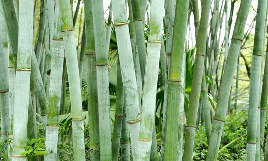 竹木包装制品行业进出口市场分析 竹木包装制品行业未来战略前景