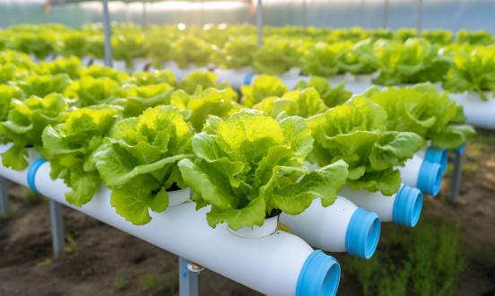 水培蔬菜行业未来发展趋势及投资价值研究2024