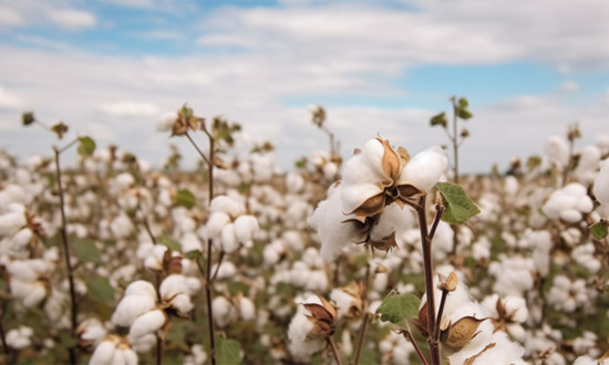 细绒棉种植行业现状及市场发展分析