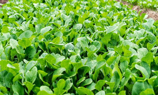 蔬菜种植行业市场机遇分析 高品质蔬菜俏销市场