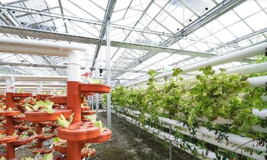 现代农业行业市场分析及发展前景：经营模式的创新是重要趋势