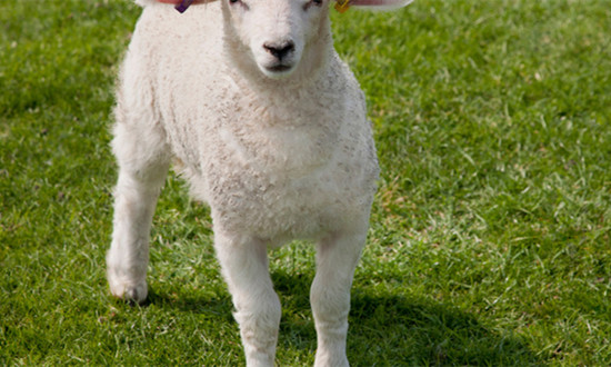 羊肉消费的需求主要依靠国内供应满足 肉羊行业市场深度分析