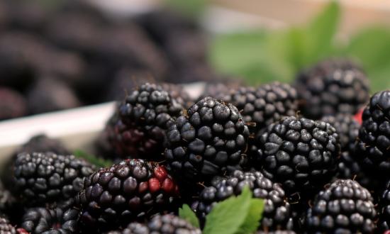 2024我国桑葚行业市场深度调研分析