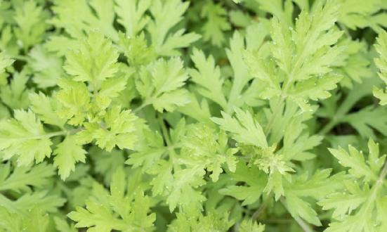 艾草行业深度调研报告2024：艾草行业需要寻求差异化定位