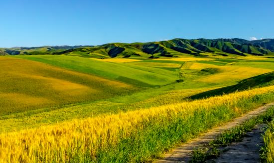 新疆农业发展现状：7个农业优势特色产业集群总产值均超百亿元