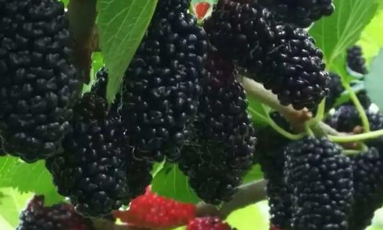 桑葚行业前景研究、市场需求、经济价值