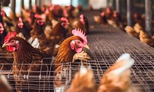 2024肉鸡养殖产业发展现状及市场规模分析