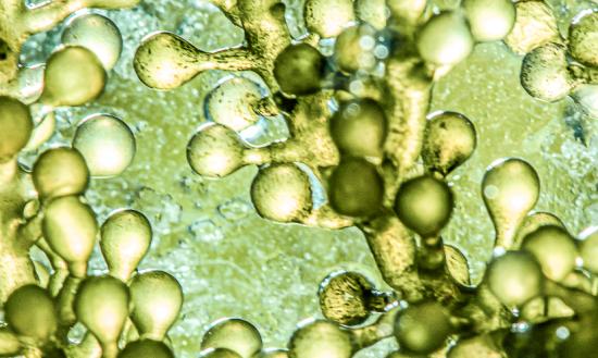 DHA藻油产业市场发展预测：预测到2028年市场规模可达7.84亿元