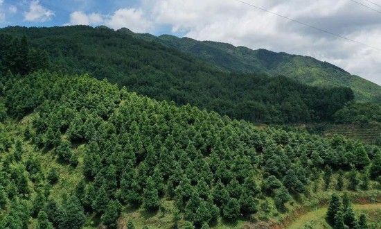 2024年中国林业经济行业产业链上下游结构及发展前景