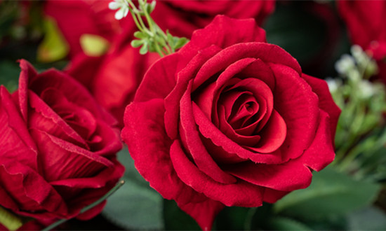 玫瑰花露行业产业链全景分析及市场发展研究