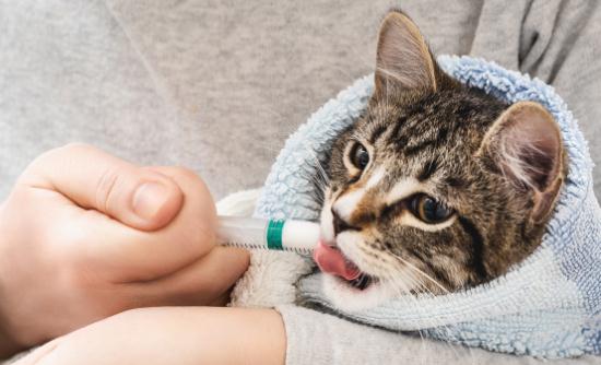 2024宠物药品市场规模及未来发展前景、规划分析