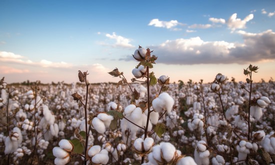 2024年中国新疆农业行业发展现状及发展前景分析