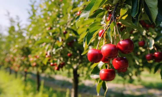 2024年中国樱桃果树行业产业链供需布局分析及发展前景