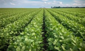 千亿斤粮食产能提升行动方案落地 农业种植行业市场深度调研及投资策略预测报告