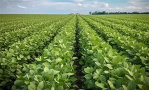 千亿斤粮食产能提升行动方案落地 农业种植行业市场深度调研及投资策略预测报告