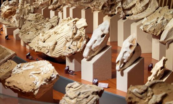 自然教育行业分析：技术创新将为自然教育行业带来新的发展机遇