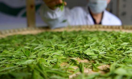 茶叶种植行业投资潜力、未来趋势：朝着标准化、专业化、规模化方向发展