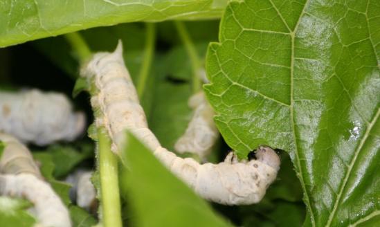 蚕养殖及加工市场深度调研：我国蚕种生产进一步向优势区域、向优势企业集中