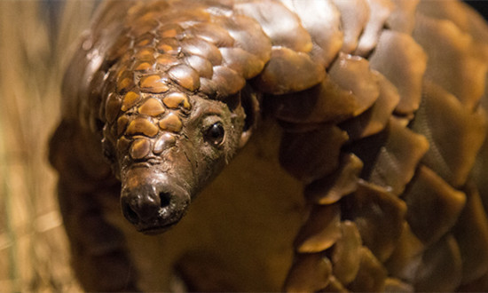 穿山甲养殖行业发展现状及面临的挑战分析