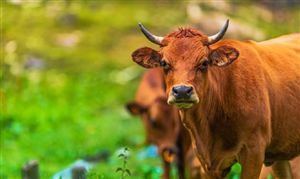 *ST天山：拟成立合资公司 形成北牛南运联动 肉牛养殖产业现状及未来发展趋势分析报告