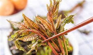 香椿种植情况及香椿种植产业发展分析2024