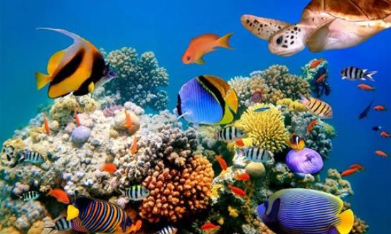 2024年海洋生物技术行业的产业链供需布局及发展现状