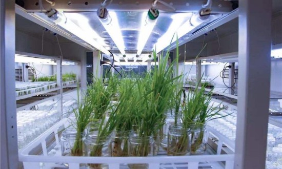 2024年中国生物育种行业的产业链供需布局及发展前景