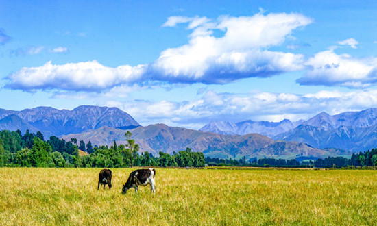 现代畜牧业行业市场现状及未来发展趋势分析