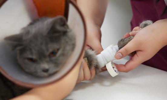 2024宠物医院产业链上下游发展现状及市场竞争格局分析