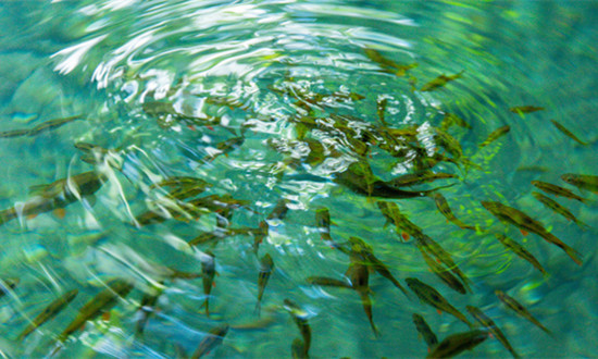 2024年中国淡水鱼苗行业发展分析及未来市场前景