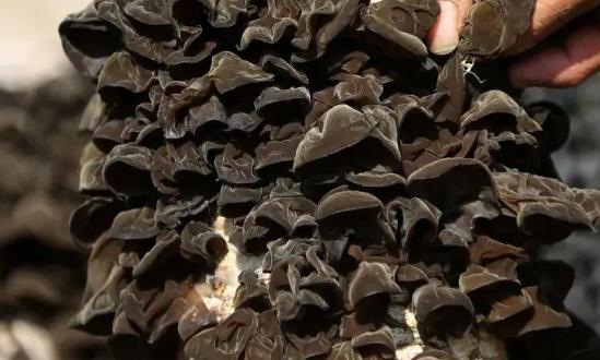 黑木耳产业发展环境、成本利润解析