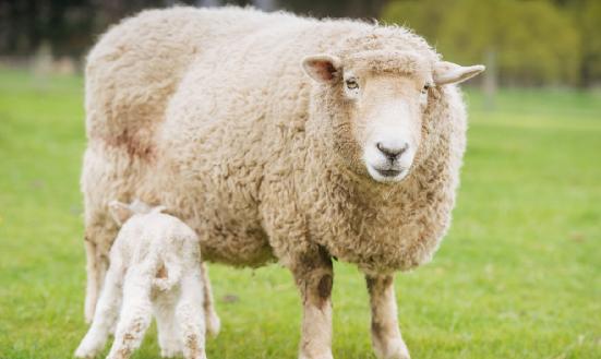 我国首个适应高寒气候肉羊品种通过鉴定 肉羊行业现状与增长潜力分析2024