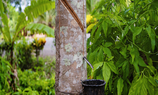 天然橡胶行业市场机遇分析：目前全球天然橡胶产量规模在1400万吨以上