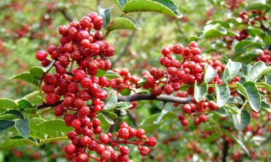 花椒产业全景调研 花椒产业发展面临的挑战和机遇