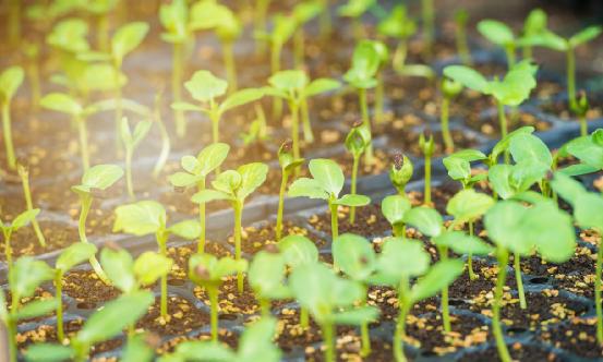 2024转基因种子行业现状与前景分析 第二批转基因玉米、大豆品种通过初审