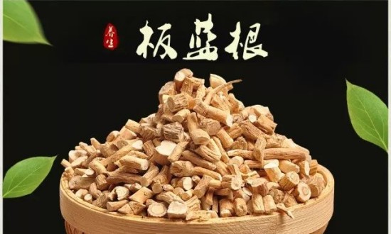 2024年中国板蓝根行业的市场发展现状及重点企业