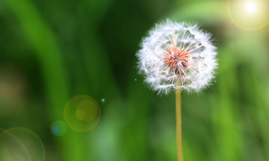 2024年中国蒲公英行业市场发展现状及发展前景