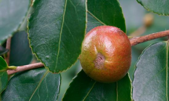 2024年油茶行业发展及变化趋势：确保到2025年，全国油茶种植面积达到9000万亩以上